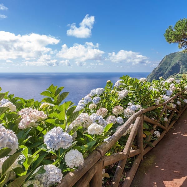 Azores Calling: São Miguel mit Whale Watching  